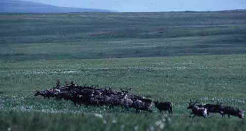 Nunivak Island, western end near Cape Mohican. Photo: 1985. D.R. Klein.