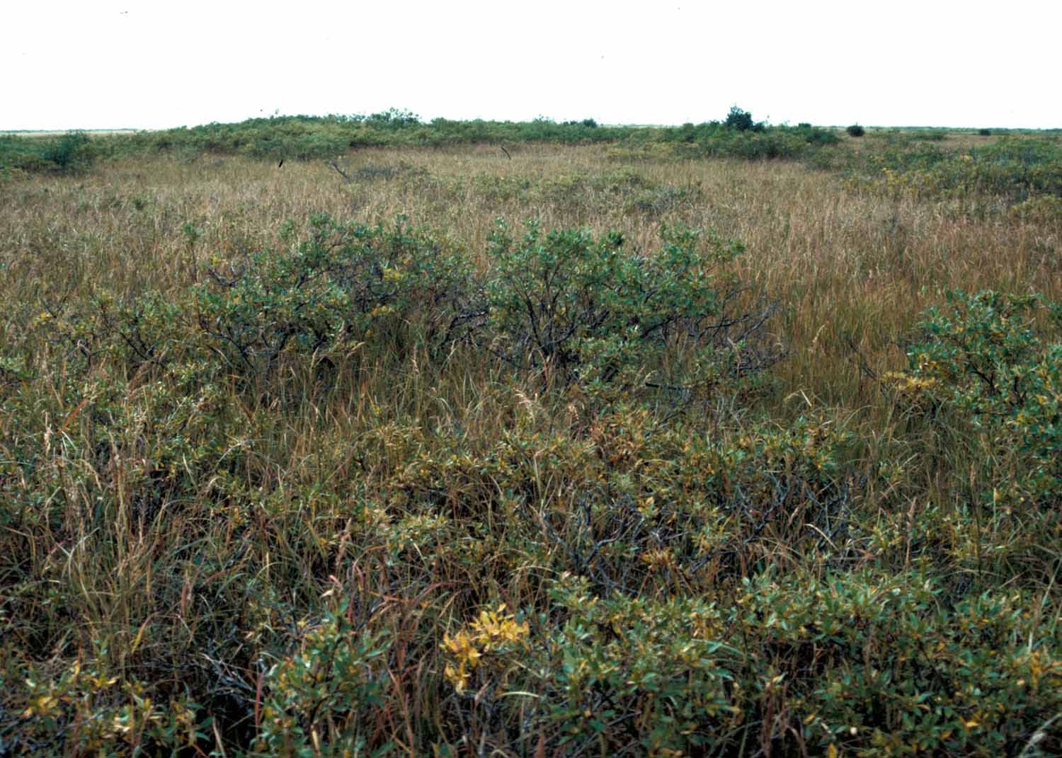 Yukon-Kuskokwim Delta, Alaska. (Photo: S. S. Talbot).