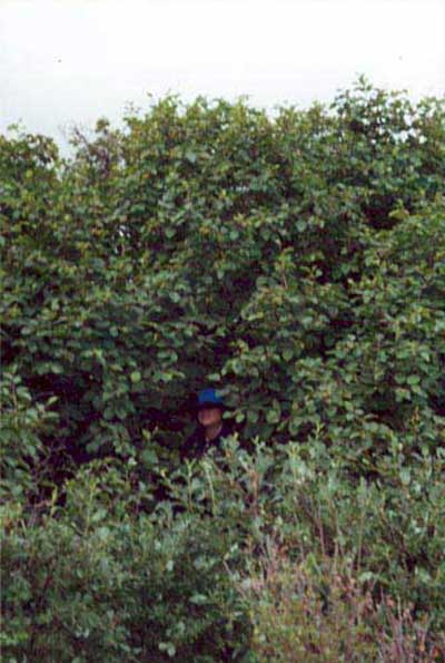 Tall-shrub tundra (alders), Community 45, near Quartz Creek (Kougarok), Seward Peninsula, Alaska. (Photo: D.A. Walker).