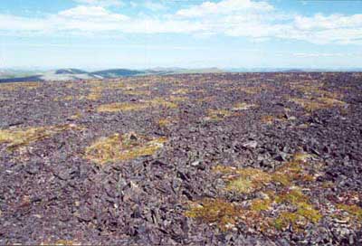 Acidic mountain complexes (NW Alaska). Acidic mountain complex, Community No. 39 complexed with lichen covered rocks, near Council, AK, Seward Peninsula. (Photo: D.A. Walker).