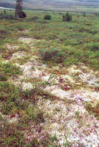 Erect dwarf-shrub, lichen tundra, Community No. 48 near tree line, Ophir Creek near Council, AK. (Photo: D.A. Walker).