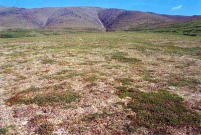 Erect dwarf-shrub, lichen tundra, Community No. 48, alpine belt D, Ophir Creek near Council, Seward Peninsula, AK. (Photo: D.A. Walker).