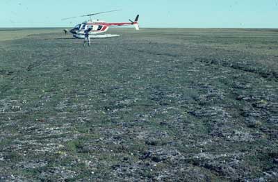 Photo B. <em>Dryas integrifolia</em>-<em>Lecanora epibryon</em> community on dry sandy terrace of the Kuparuk River on east side of the delta. Walker Slide 81-7-19. D.A. Walker