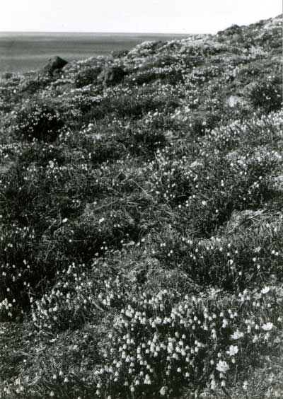 Photo A. <em>Cassiope tetragona</em>-<em>Dryas integrifolia</em> community on the south-facing slope of a pingo near Frontier Camp, Prudhoe Bay, Alaska. This site is just south of bioclimate subzone C. Walker, 1985, Fig. 18. D.A. Walker.