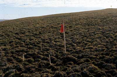 Photo A. <em>Dryas integrifolia</em>-<em>Carex rupestris</em> community on pingos at Prudhoe Bay, Alaska. Walker slide 74-12-8. D.A. Walker.