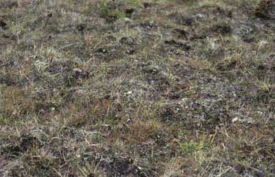 Moist non-tussock sedge, dwarf-shrub moss tundra (nonacidic tundra with non-sorted circles), Community No. 27, Okpilak River, Arctic Coastal Plain, Alaska (Photo: D.A. Walker).
