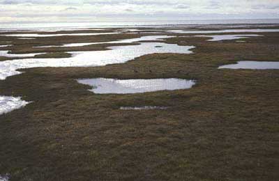 Wet coastal tundra complex, of map unit W1.2, coastal area of Arctic National Wildlife Refuge. (Photo: D.A. Walker).