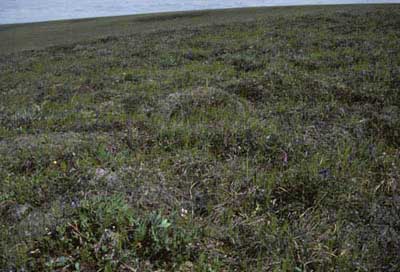 Moist non-tussock sedge, dwarf-shrub moss tundra (nonacidic tundra with non-sorted circles), Community No. 75, Sagwon Upland, Arctic Foothills, AK. (Photo: D.A. Walker).