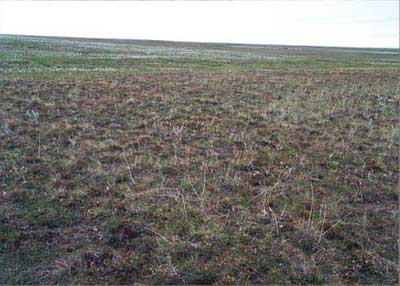 Tussock-sedge, dwarf-shrub, moss tundra, Community No. 16, on stabilized sand dunes near Inigok, Arctic Coastal Plain, Alaska. (Photo: D.A. Walker).