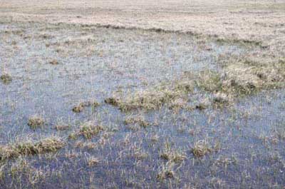 Wet sedge, moss tundra, Community No. 29, Prudhoe Bay, Arctic Coastal Plain, AK. (Photo: D.A. Walker).