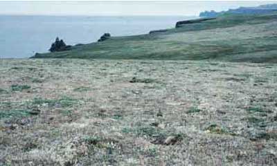 This lichen-dominated plant community with scattered hummocks of willow is on Hall Island that was never reached by the reindeer. It serves as a control for assessing the grazing impact of reindeer on similar communities on St. Matthew Island. Photo: D.R. Klein.