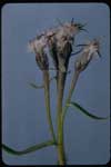 Saussurea angustifolia    , narrowleaf saw-wort