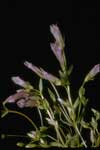 Gentianella propinqua ssp. arctophila, fourpart dwarf gentian