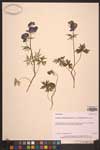 Aconitum delphinifolium var. paradoxum, larkspurleaf monkshood