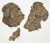 Solorina bispora    , chocolate chip lichen
