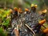 Peltigera polydactyla  , felt lichen
