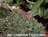 Antennaria friesiana    , Fries' pussytoes