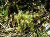 Brachythecium turgidum    , turgid brachythecium moss