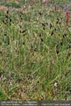 Carex saxatilis L. ssp. laxa, rock sedge