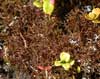 Cornicularia aculeata    , cup lichen