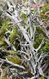Cladina stygia    , reindeer lichen