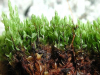 Cyrtomnium hymenophyllum    , cyrtomnium moss
