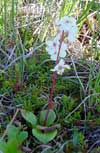 Pyrola grandiflora    , largeflowered wintergreen
