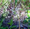 Saxifraga nivalis    , alpine saxifrage