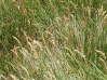 Calamagrostis inexpansa    , northern reedgrass