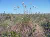 Eriophorum vaginatum    , tussock cottongrass