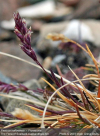 Festuca baffinensis    , Baffin fescue
