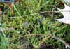 Hypnum lindbergii    , Lindberg's hypnum moss