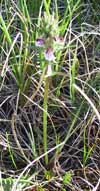 Pedicularis albolabiata    , sudetic lousewort