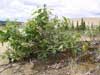 Populus balsamifera    , balsam poplar