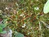 Orthothecium chryseum    , orthothecium moss