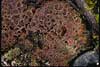 Pannaria pezizoides    , matted lichen