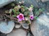 Saxifraga oppositifolia    , purple mountain saxifrage