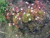 Saxifraga cespitosa    , tufted alpine saxifrage