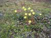 Saxifraga hirculus    , yellow marsh saxifrage