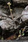 Saxifraga nivalis    , alpine saxifrage