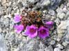 Saxifraga oppositifolia    , purple mountain saxifrage