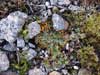 Solorina crocea    , chocolate chip lichen