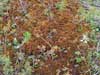 Sphagnum lenense    , sphagnum moss