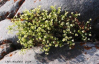 Saxifraga tricuspidata    , three toothed saxifrage