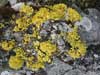 Vulpicida tilesii    , lichen