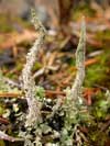 Cladonia acuminata    , acutetip cup lichen
