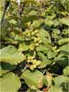 Alnus viridis subsp. fruticosa, Siberian alder