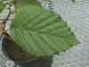 Alnus viridis subsp. crispa, mountain alder