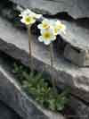 Androsace chamaejasme    , sweetflower rockjasmine