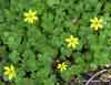 Anemone richardsonii    , yellow thimbleweed